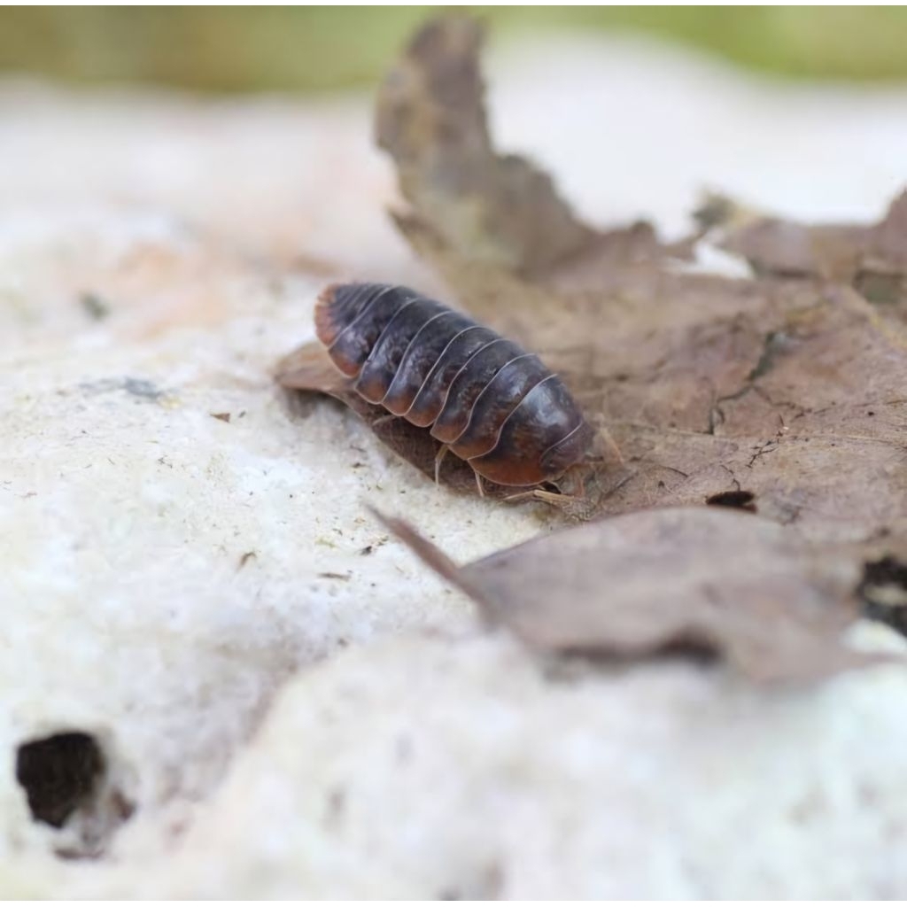 Isopod & springtail