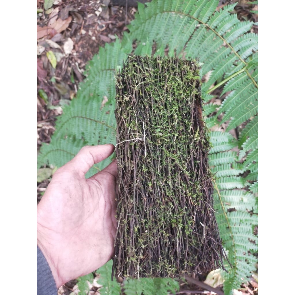 lempeng pakis berlumut media tanam anggrek dll