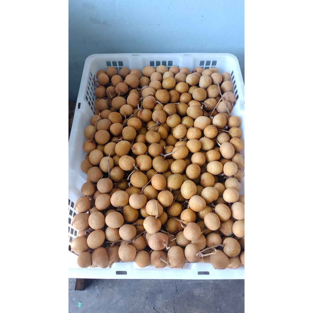 

Kelengkeng Emas Fresh