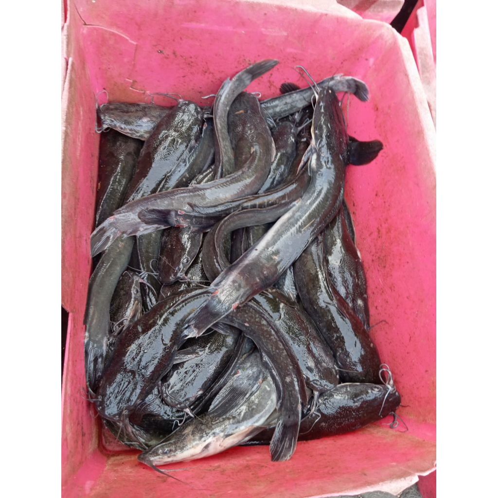 

ikan lele segar fresh 1 kg