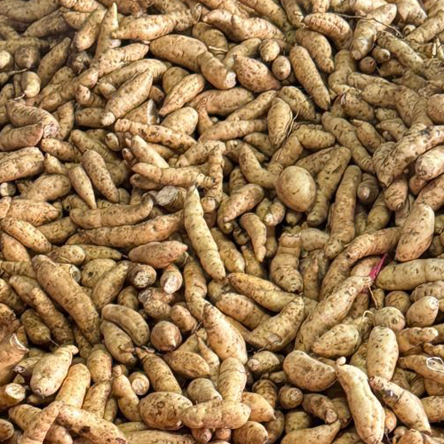 

Ubi Cilembu Manis Lembut Legit Panen Baru Cocok Untuk Kukus Camilan Sehat (Ukuran Kecil 750 Gram)