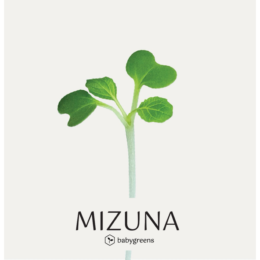 

[BABYGREENS] Mizuna Microgreens - 30 gr