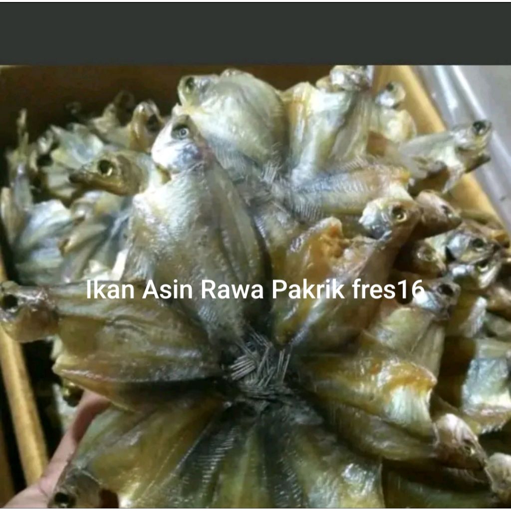 

Ikan Asin Sepat Kuku/pakrik Fres16