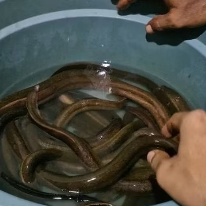 

Belut Alami Tambak Air Payau Size Besar Segar / Belut Hidup / Belut Konsumsi