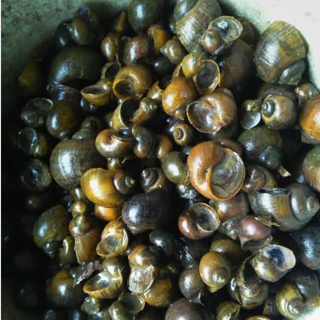 

keong tutut sawah sudah si potong ekor nya 500gr