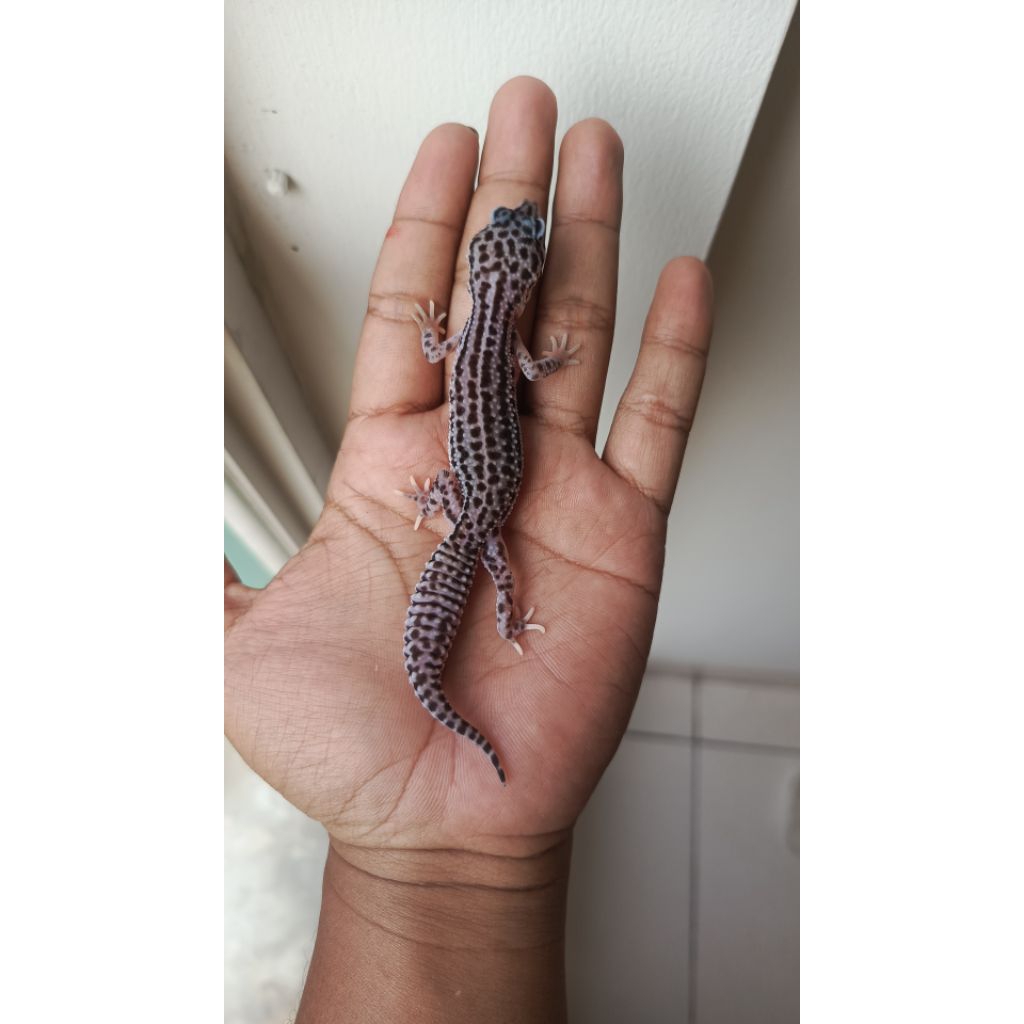 GECKO SUPER SNOW BN MALE