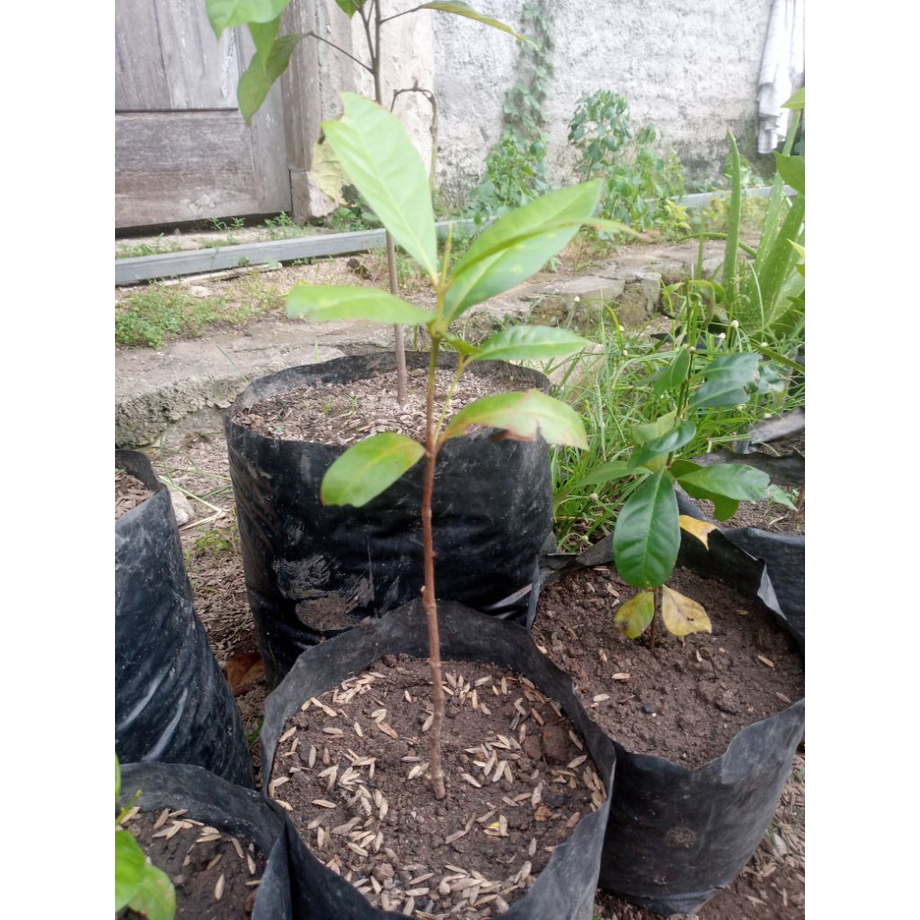 Bibit salam / Daun salam