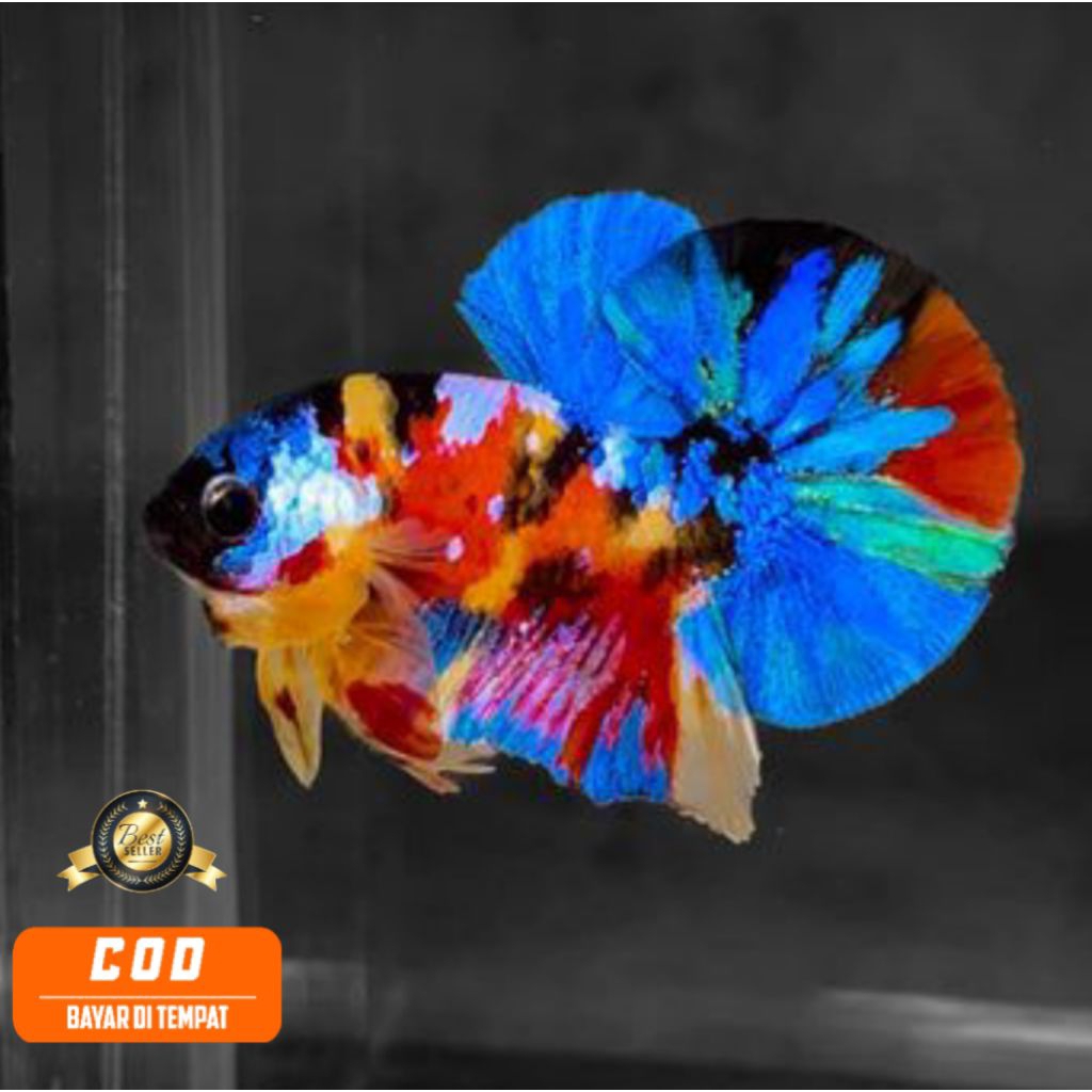 

MULTICOLOR YB 5 BULAN TOP GRADE