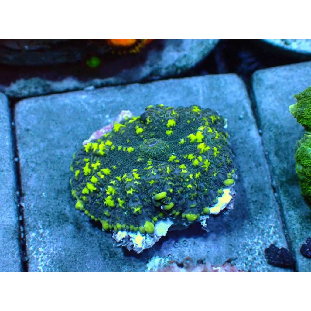 

jamur mushroom coral wysiwyg