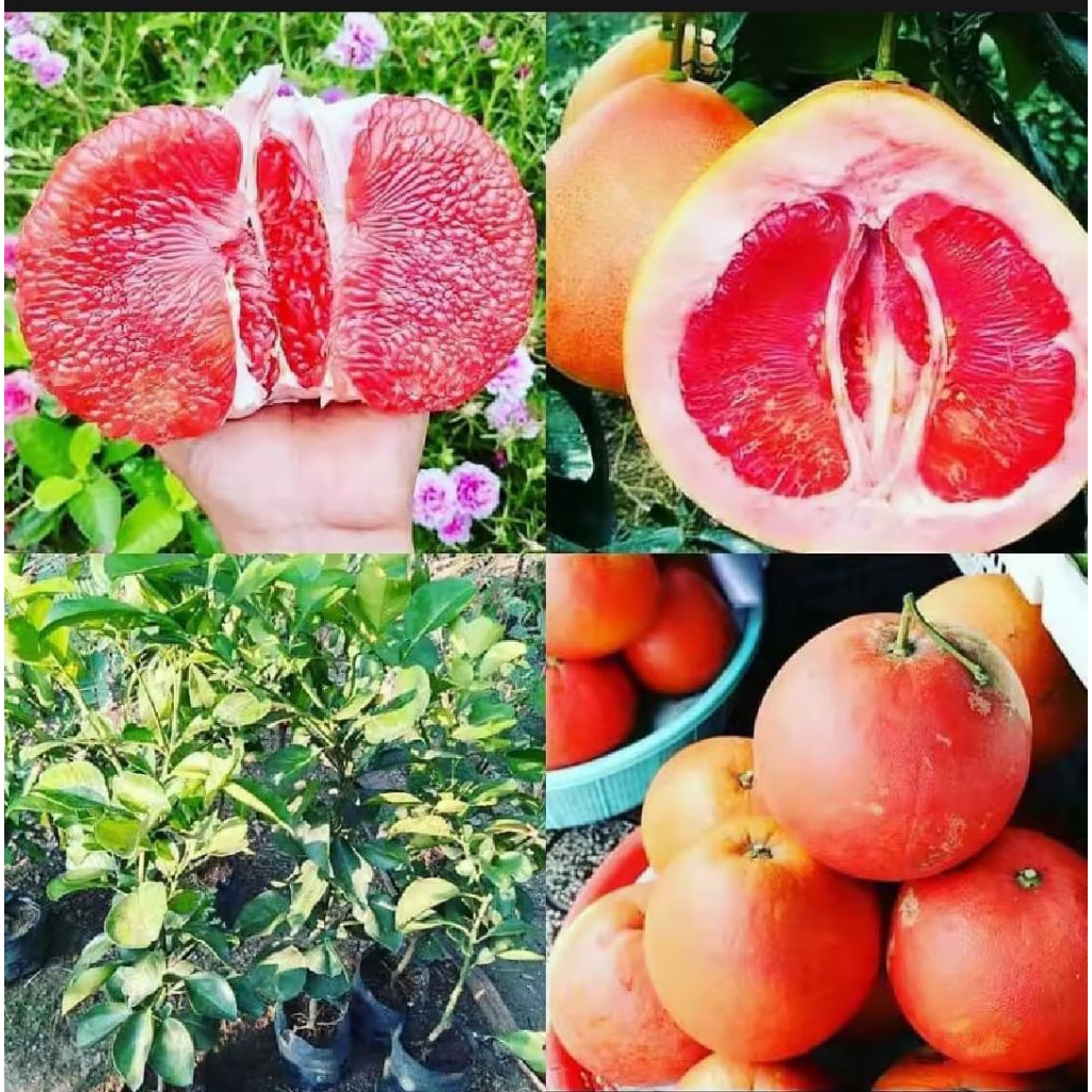 

jeruk Red pamelo super