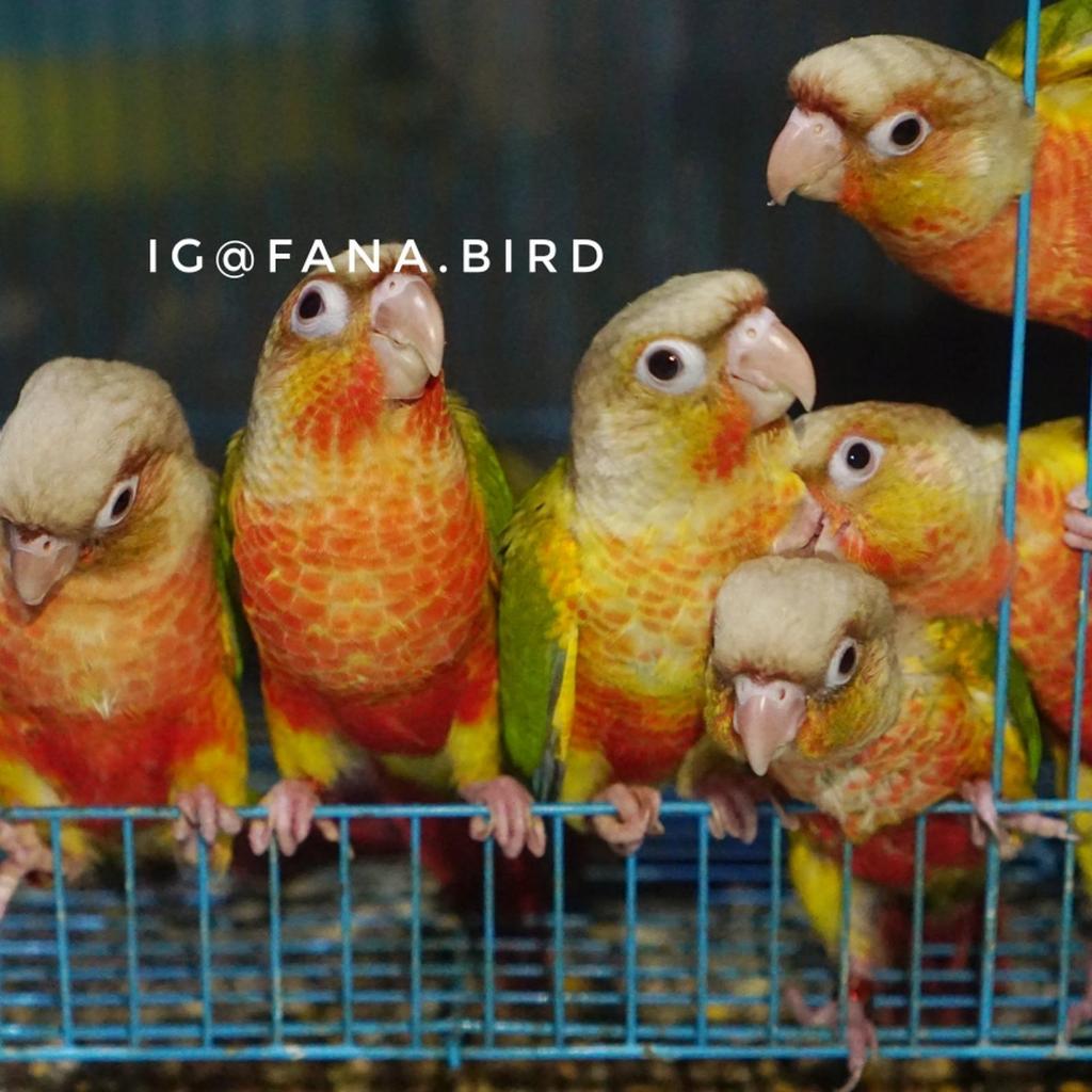 Baby Pineapple Conure Parrot Burung Paruh Bengkok