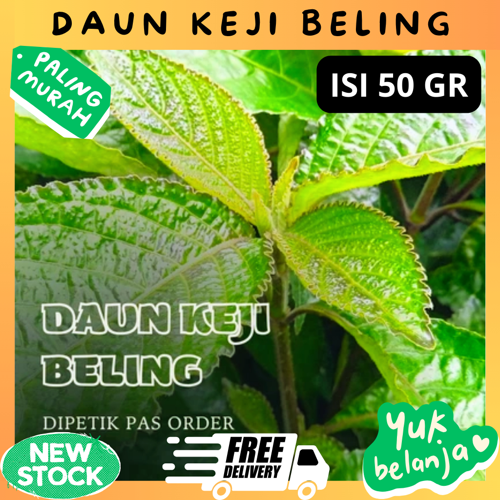 

Daun Pecah Beling 100 GR - Obat Herbal Alami