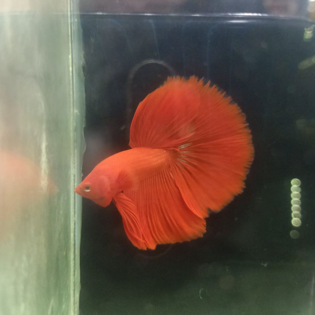 IKAN CUPANG HALFMOON SUPER RED