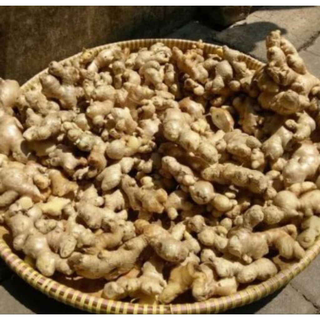 

jahe emprit segar murah 100 gram