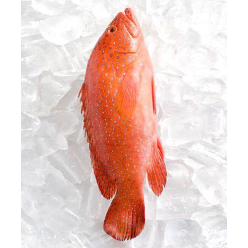 Kerapu Sunu / Kerapu Merah Frozen 1kg