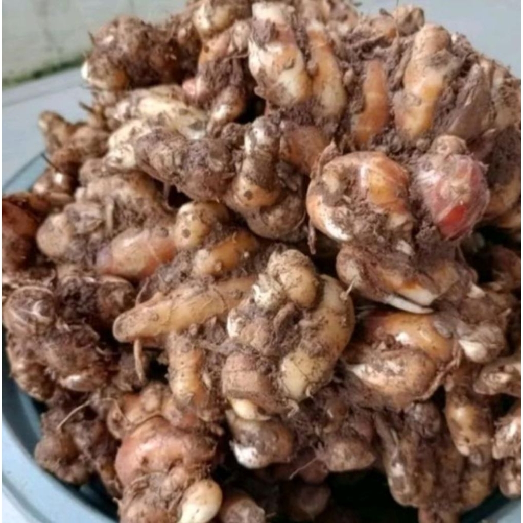 

kencur segar 1kg berkualitas