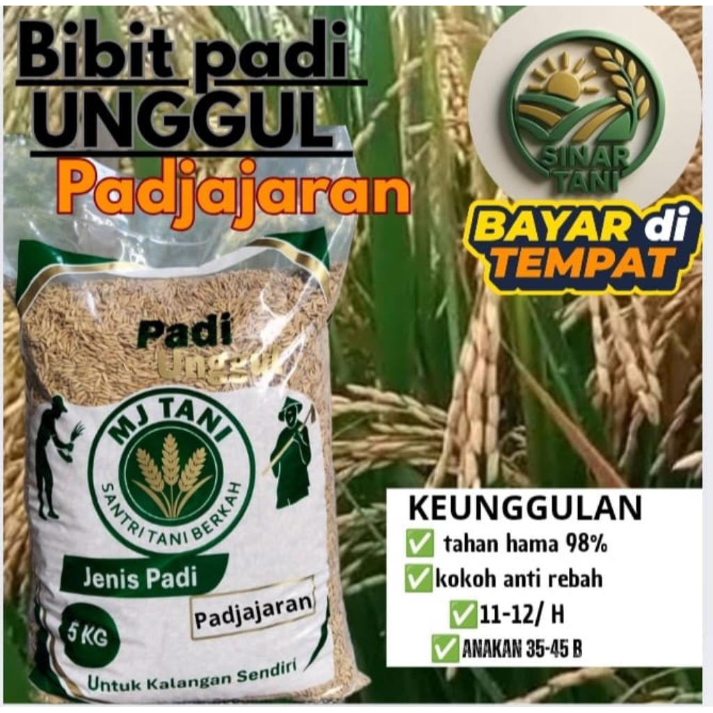 benih padi unggul Padjajaran original berkualitas