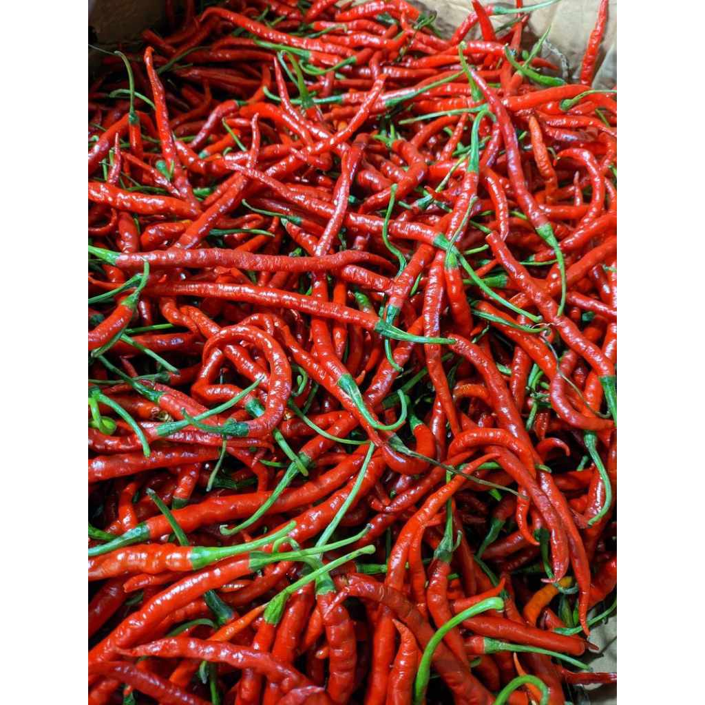 

Sumber sehat sayur || cabe merah keriting