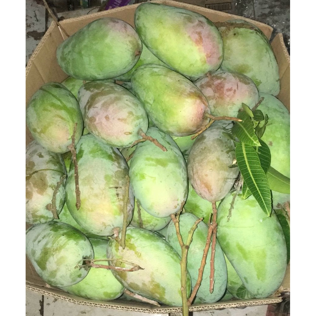 

MANGGA KIOJAY FRESH ( baru petik ) variasi ukuran