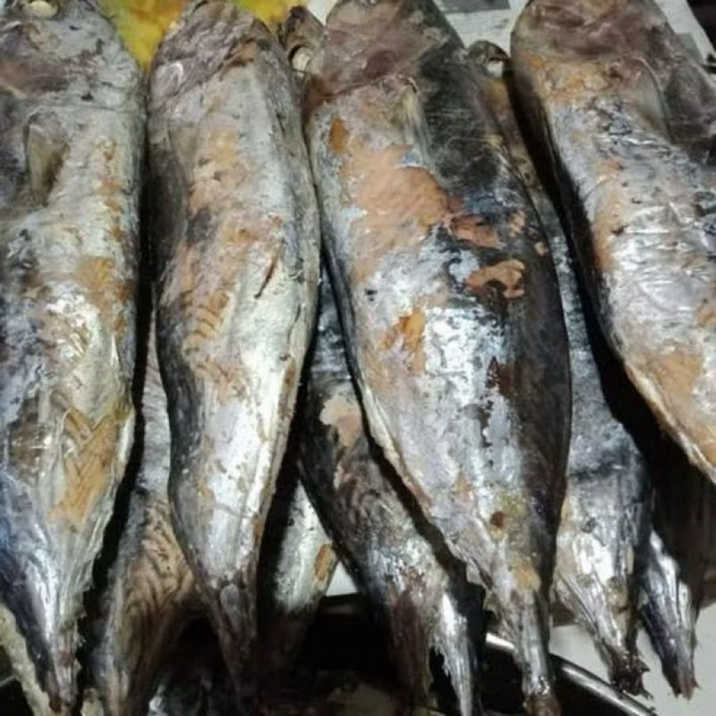 

ikan Cue tongkol utuh 1 pcs