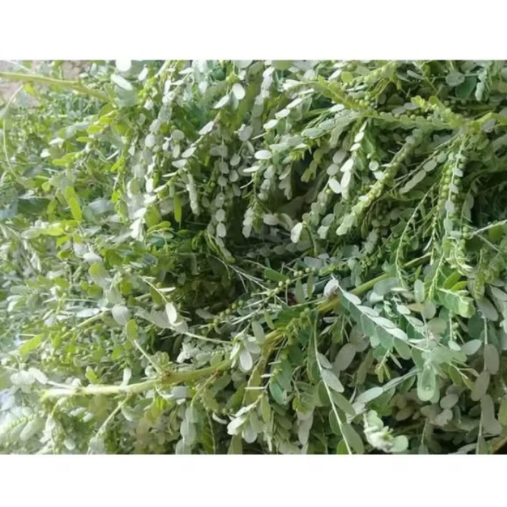 

DAUN Meniran langsung petik