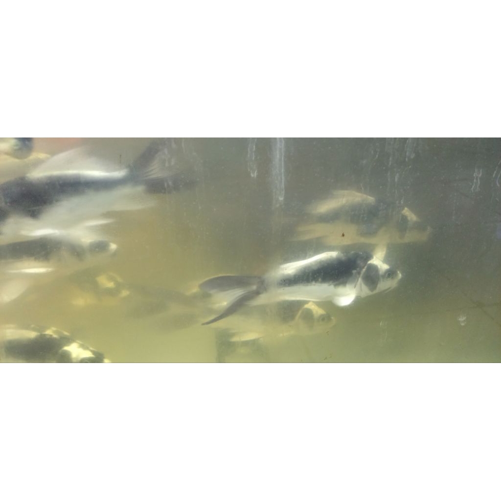 Ikan koi kabuto size 11-12