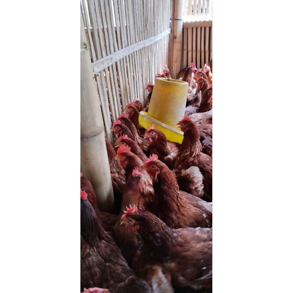 Ayam Telur Betina Siap Produksi Telur