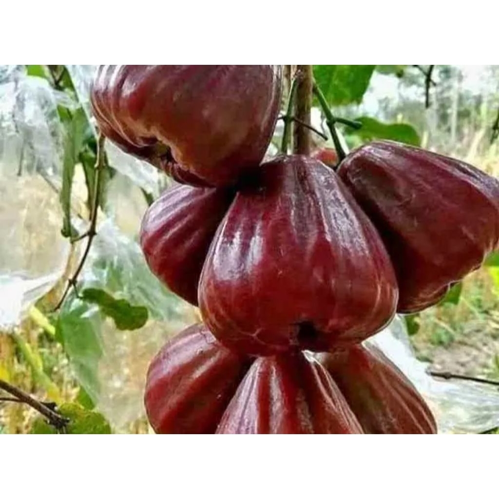 Jambu Air Dalhari Okulasi