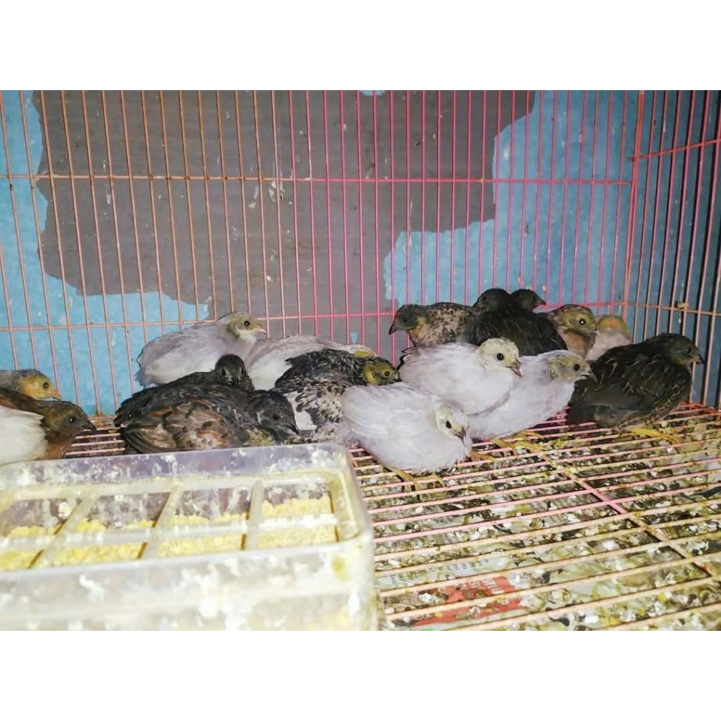 Anakan puyuh batu hias