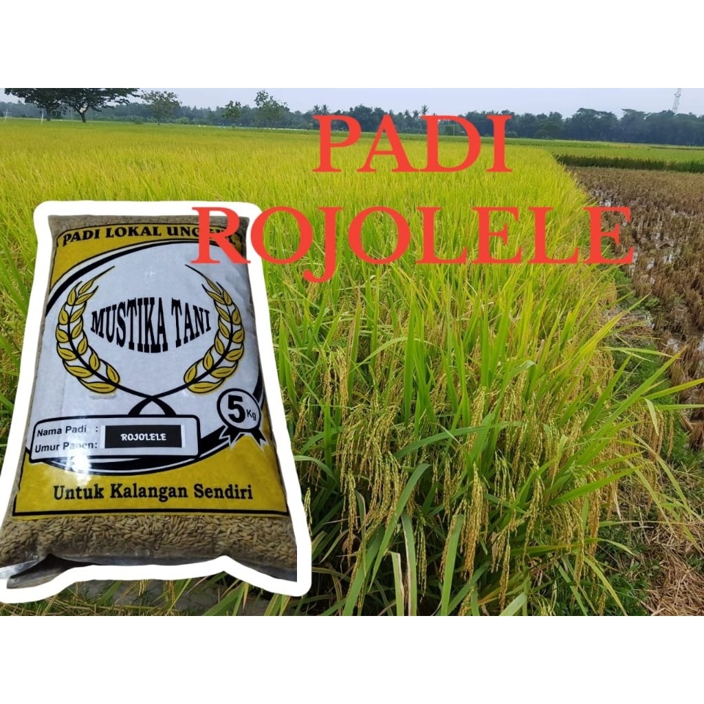 benih padi rojo lele super 5kg