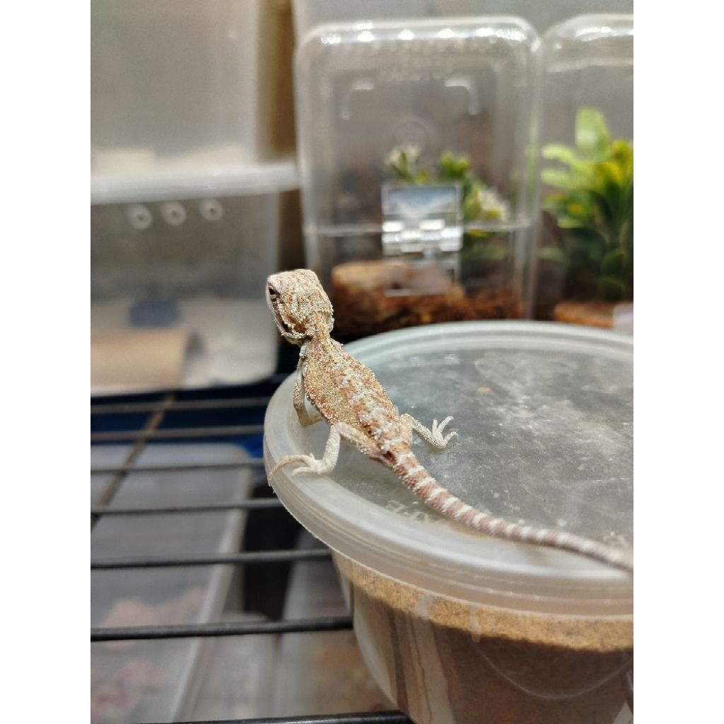 Bearded Dragon Hypo het red