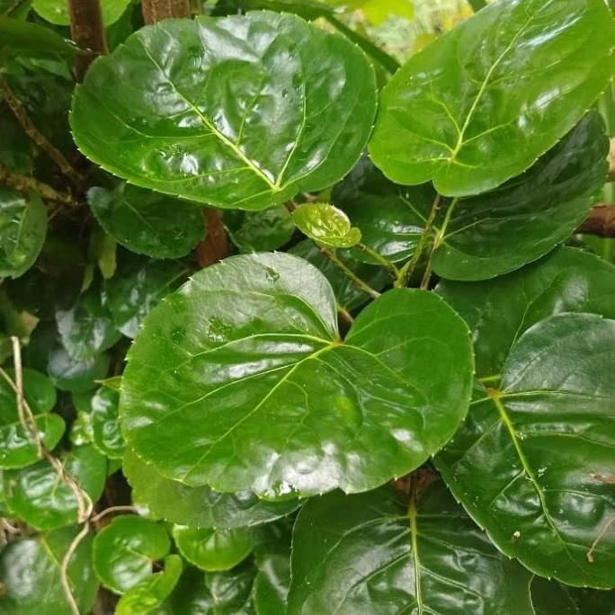 

herbal daun mangkok mangkokan berat 500 gram