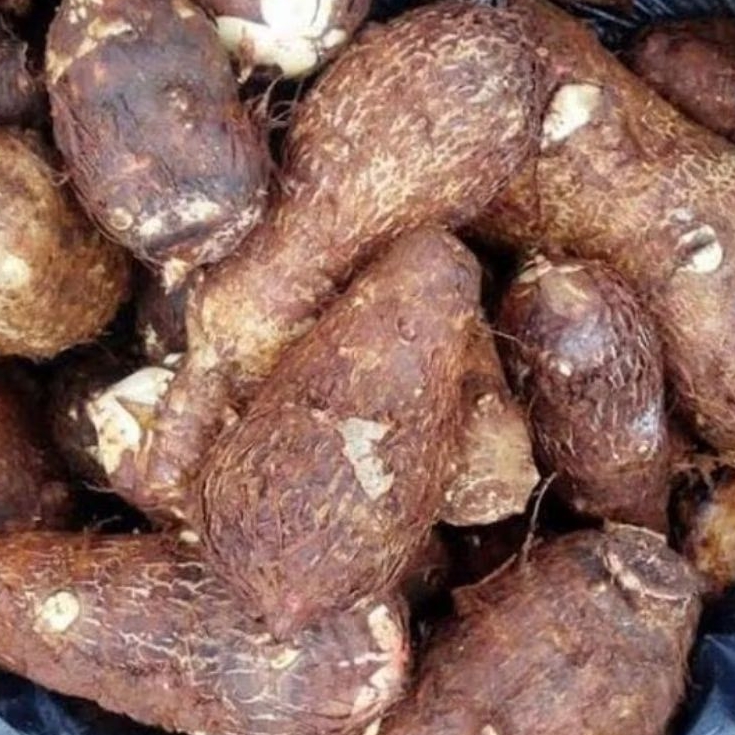 

umbi talas lokal pulen paket cargo berat 5 kg siap kirim