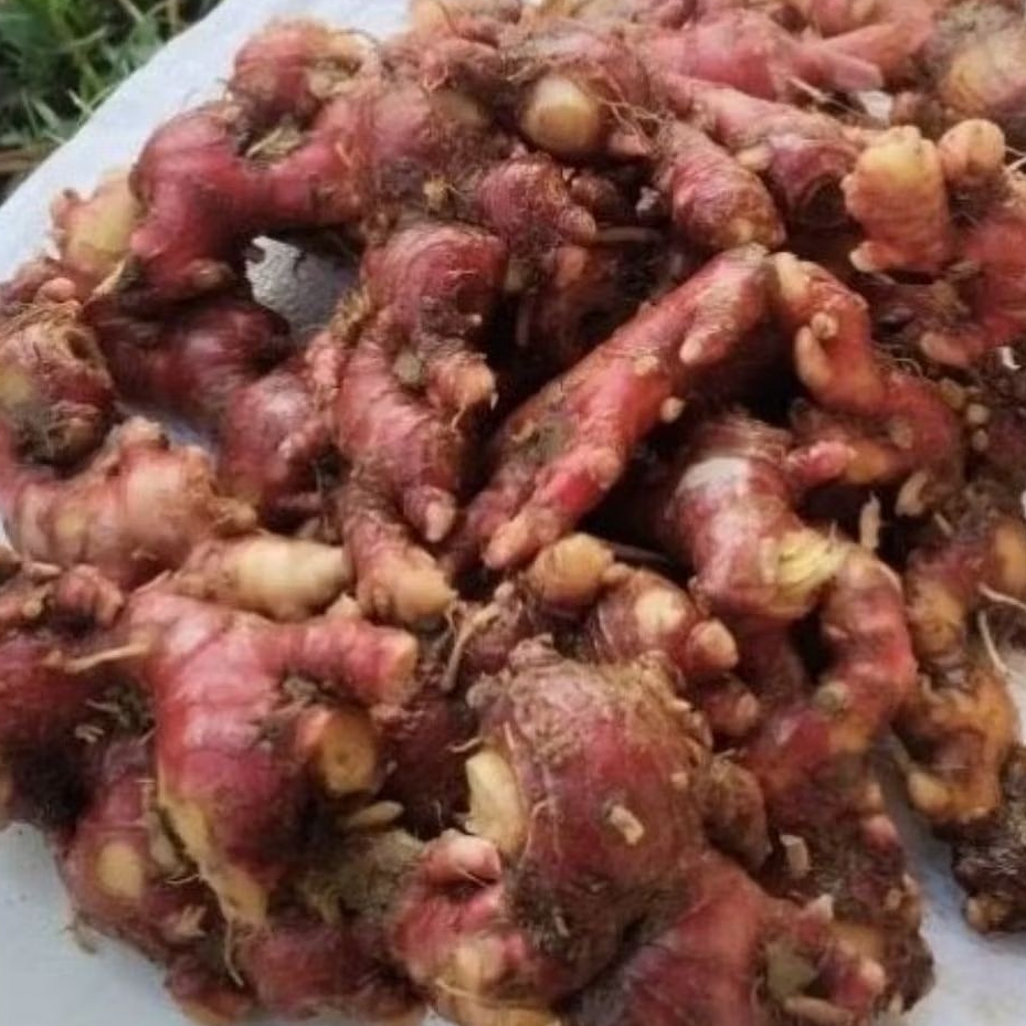 

jahe merah asli kawalitas trbaik berat 250 gram