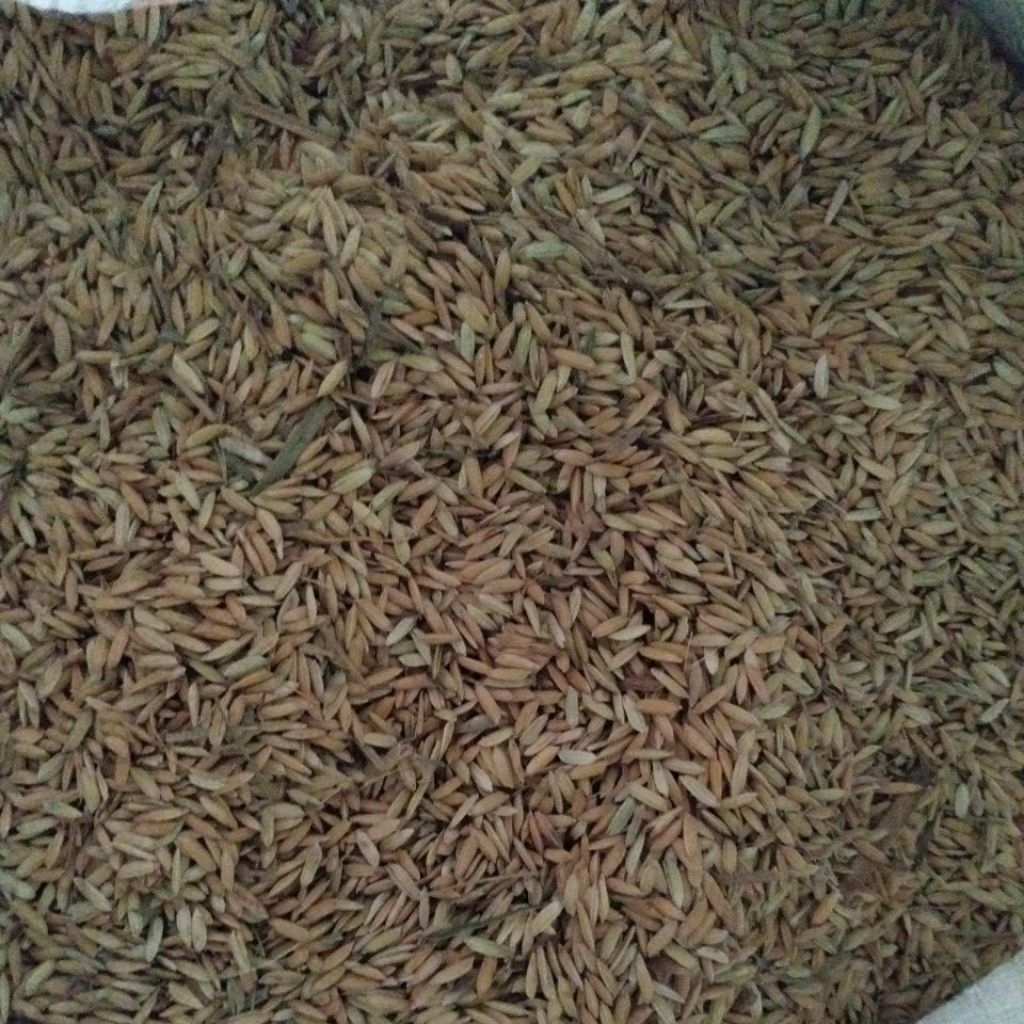 

Gabah kering/Pakan Ayam/Nasi/Pakan Burung/Padi kering