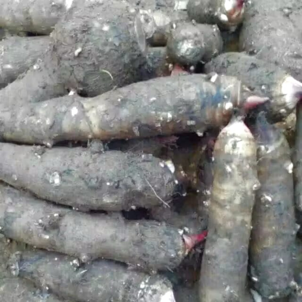 

UBI TALAS / MBOTE / ENTHEK