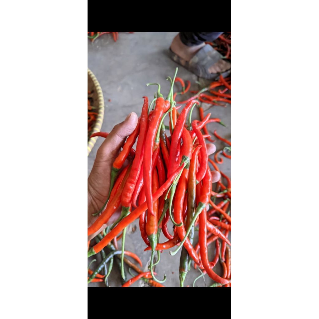 

CABE MERAH KERITING 500gr-1000gr