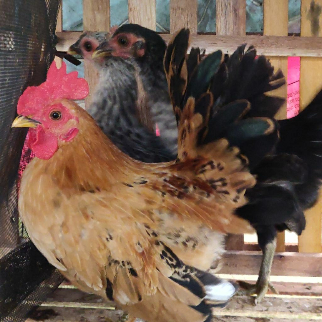 SEPASANGAN AYAM KATE seramis HIDUP Mudah  PEKANBARU