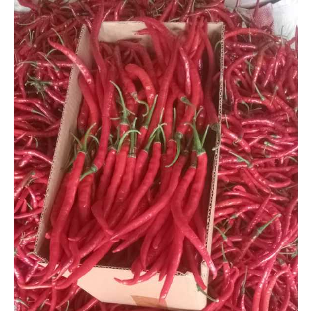

cabai merah keriting fress 500 gr, 1000 gr