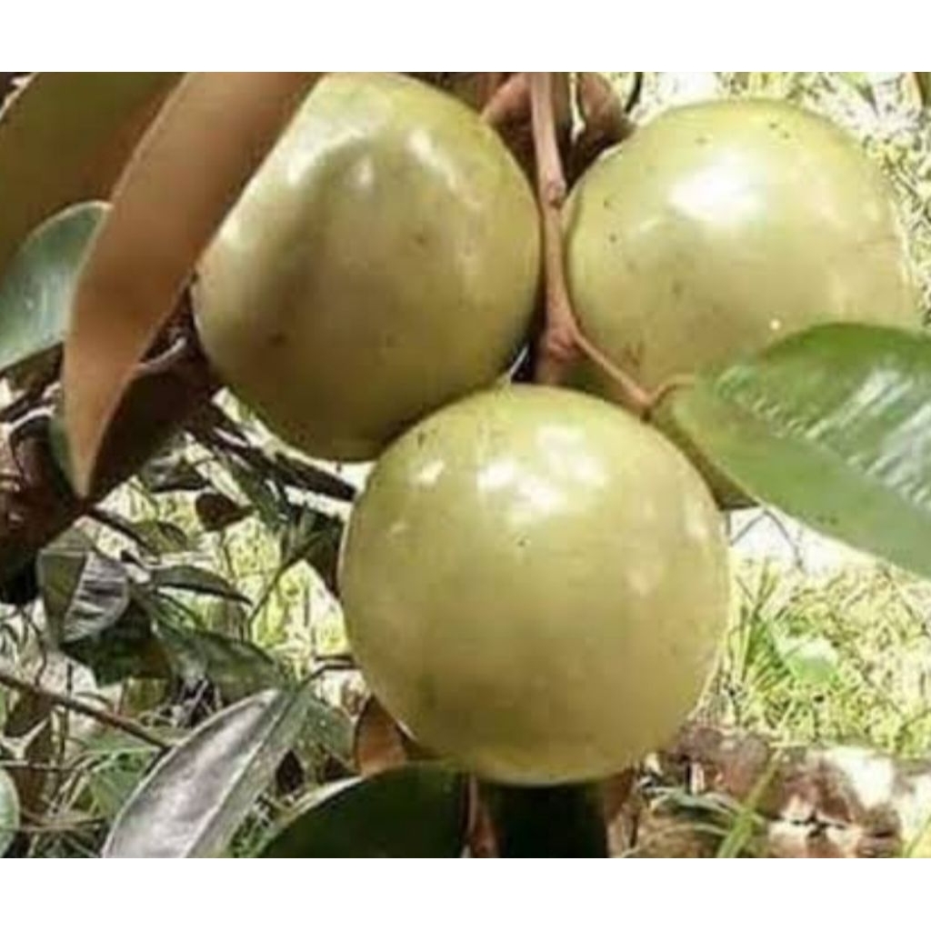 

Sawo Manila genitu Kenitu 1kg warna hijau