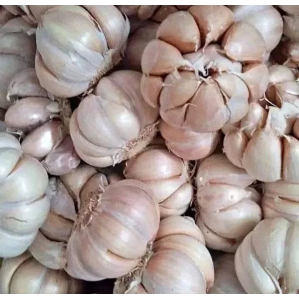

PROMO BAWANG PUTIH UTUH/BONGGOL