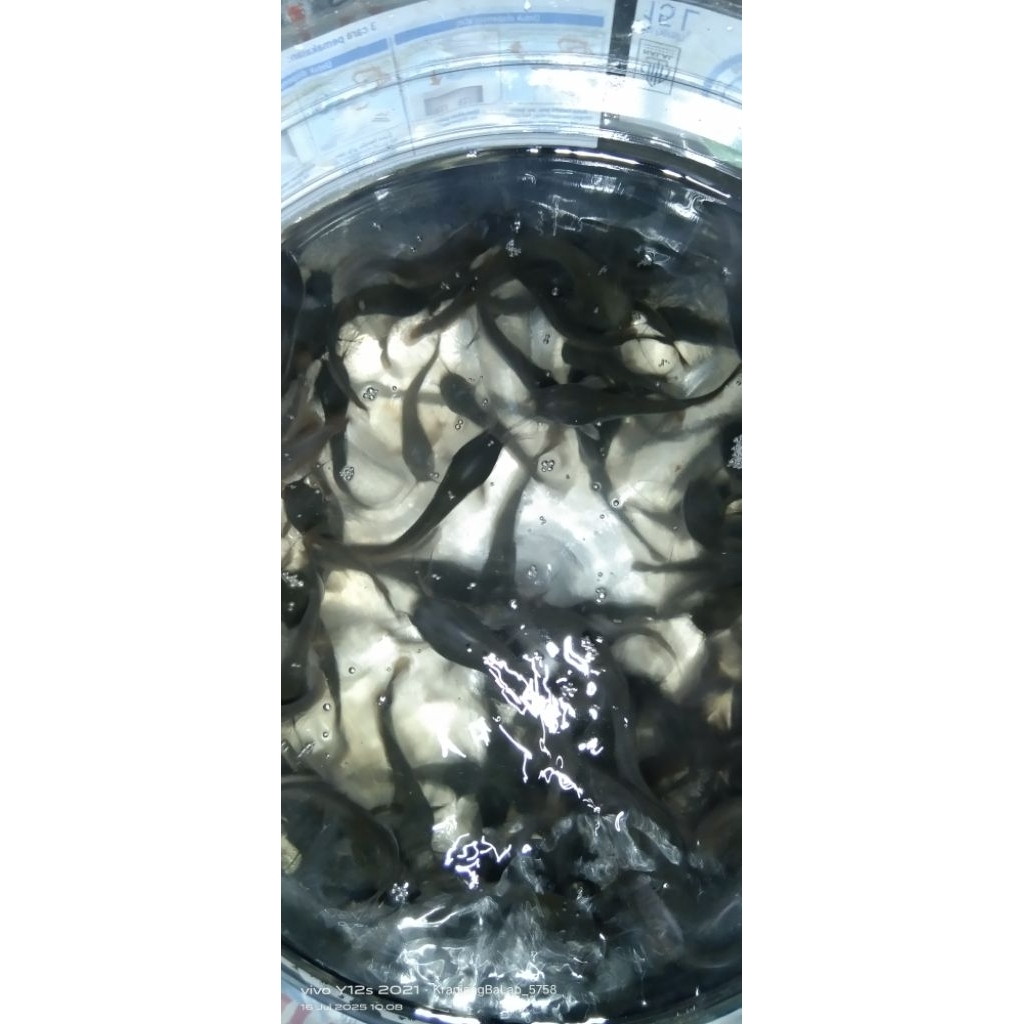 

benih lele 4-5cm 50 ekor