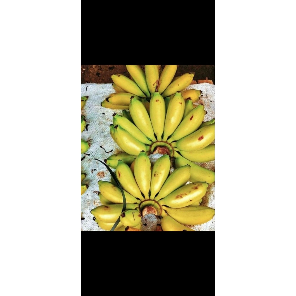 

pisang pipit atau pisang putri 1kg