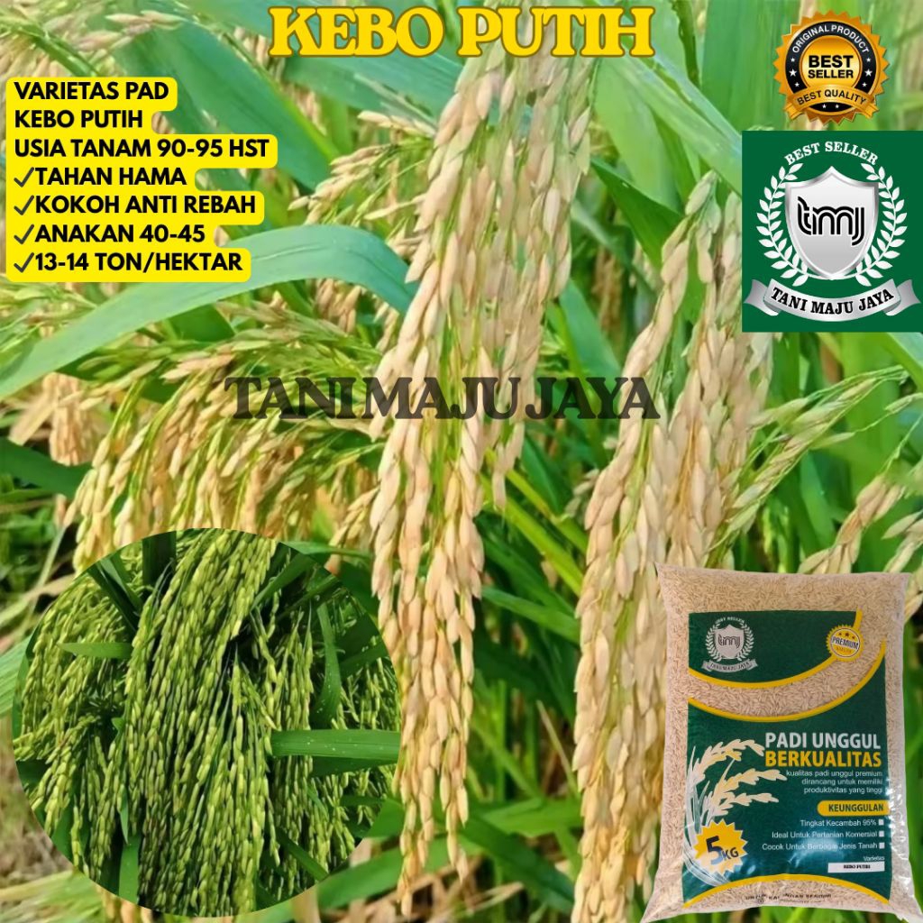 BIBIT PADI BENIH PADI UNGGUL VARIETAS KEBO PUTIH KEMASAN 5 KG