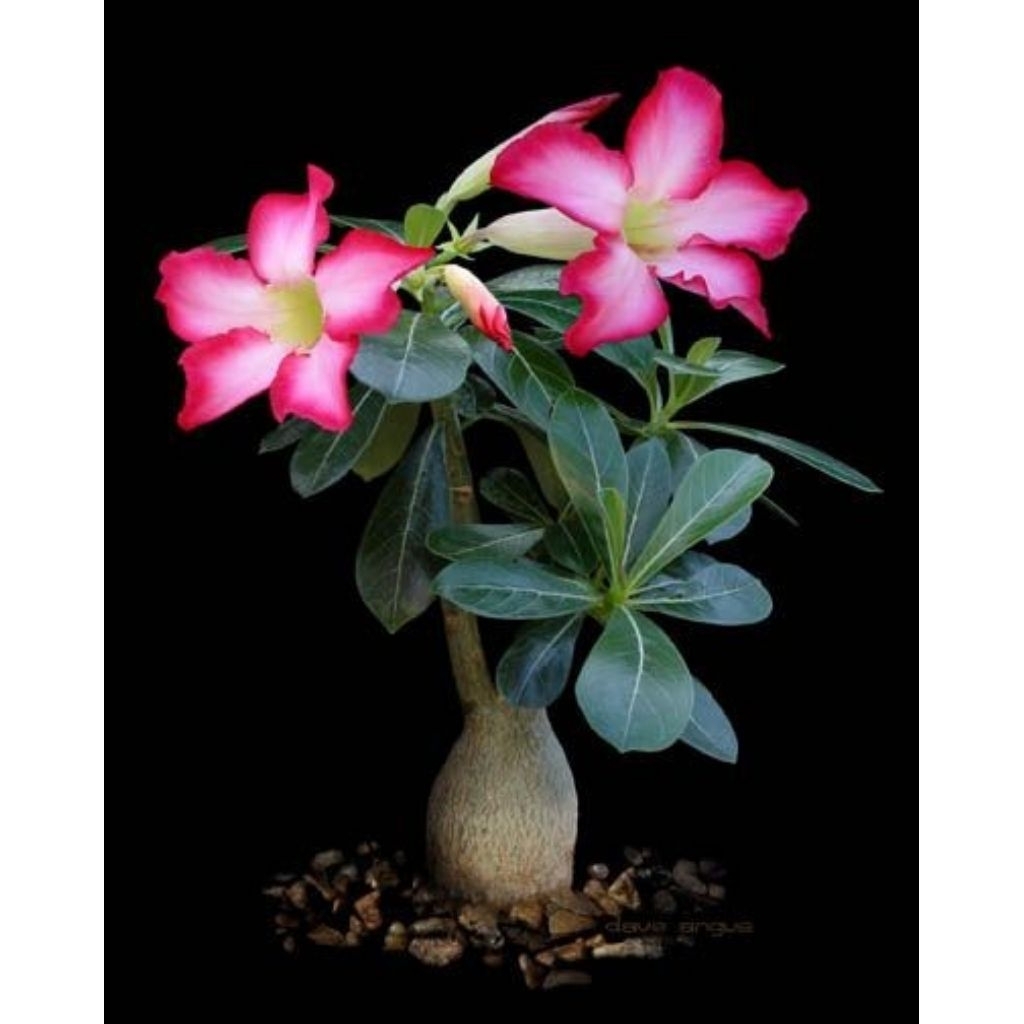 Adenium kamboja jepang bunga pink / Adenium kamboja jepang bunga tumpuk