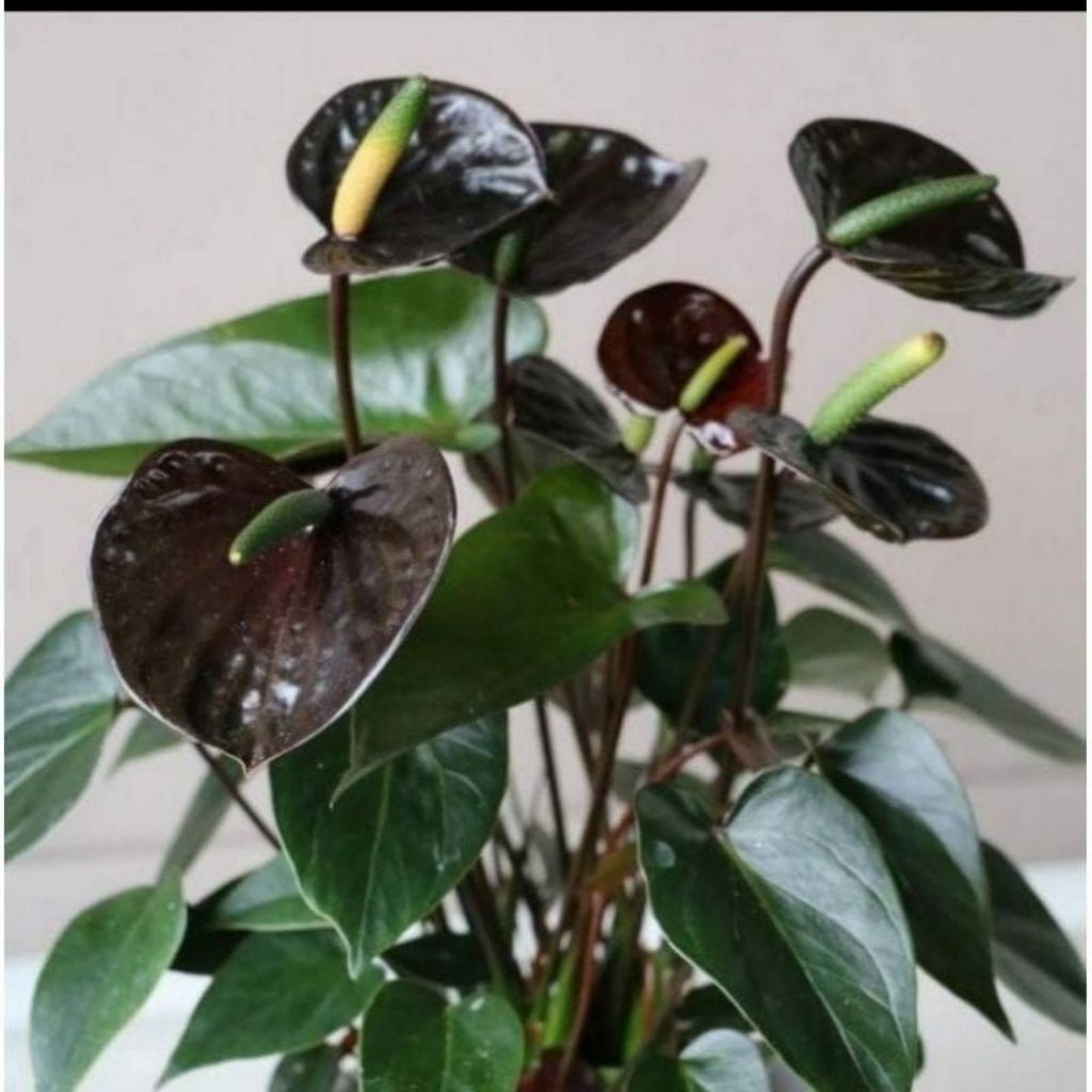 Anthurium mickey mouse black / Tanaman hias anthurium mickey mouse