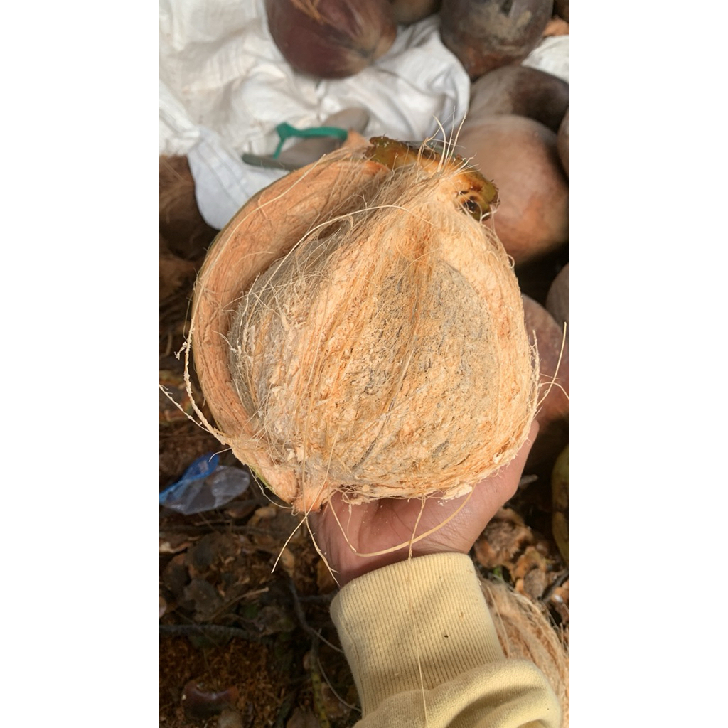 

Paket Hemat 5 Butir Kelapa Tua – Segar untuk Santan Kental & Gurih