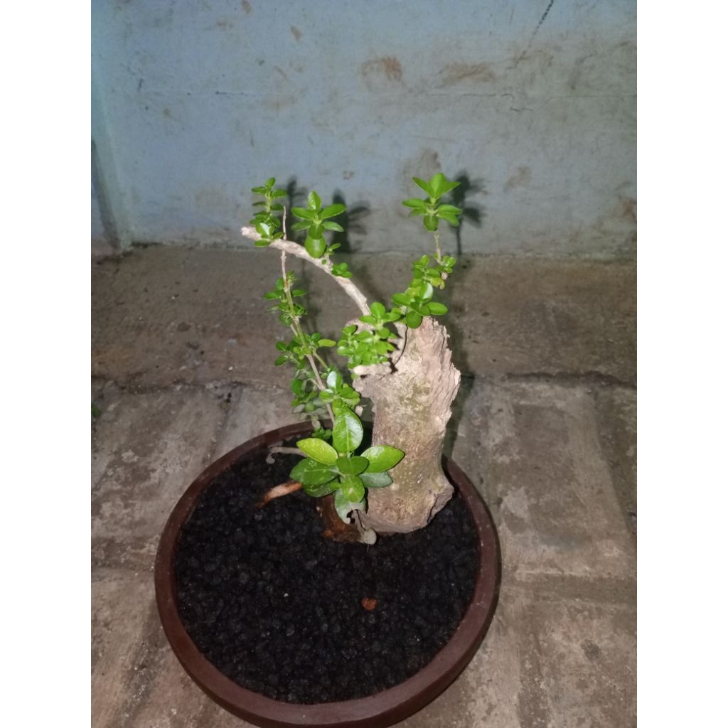 BONSAI DEWANDARU ASLI HIDUP SUDAH JADI SIAP PAJANG SAJA - FREE POT