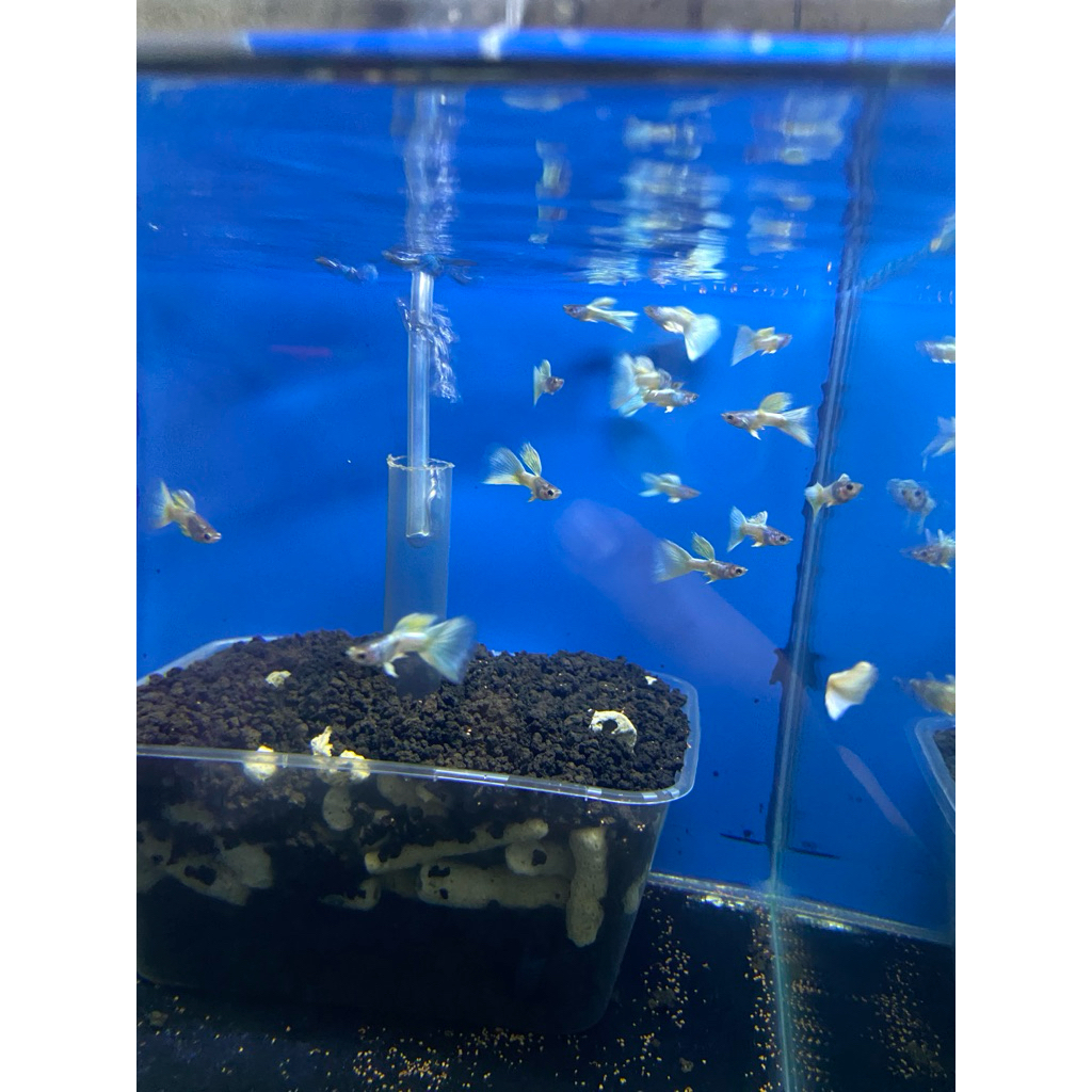 Guppy Metal Yellow Pingu