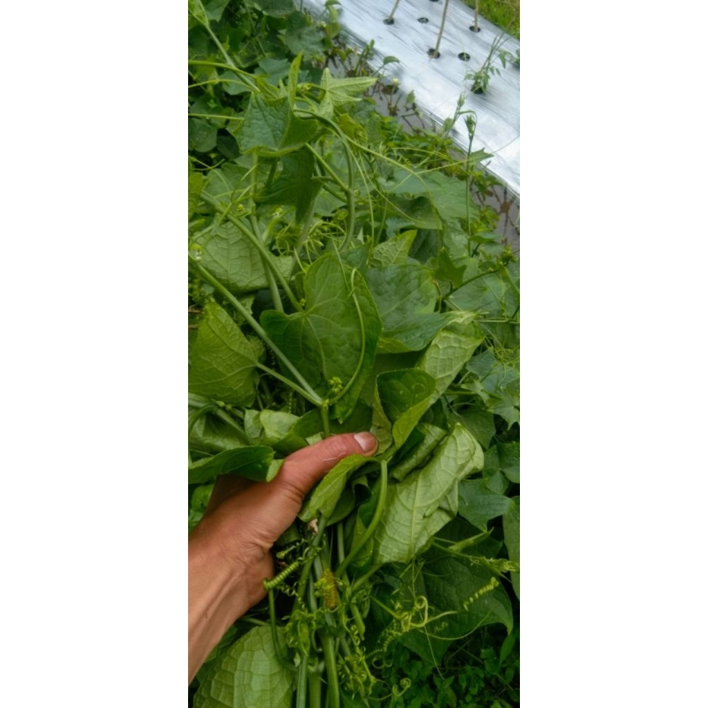 

pucuk labu Siam segar 250 gram - 1 kg